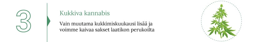 Opi jokainen askel kannabiksen sadonkorjuusta ja sen jälkeisestä käsittelystä