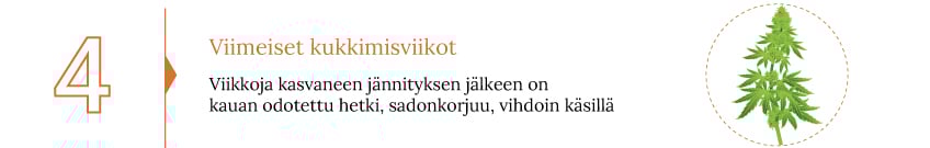 Opi jokainen askel kannabiksen sadonkorjuusta ja sen jälkeisestä käsittelystä