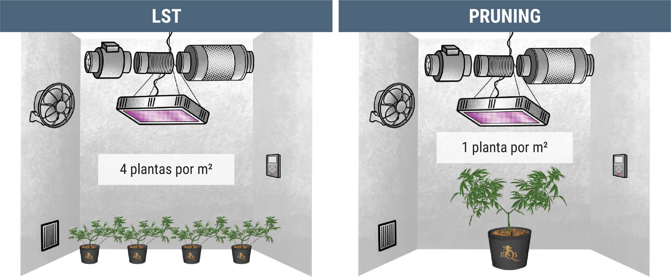 ¿Cuántas Plantas De Marihuana Puedes Cultivar Por Metro Cuadrado? ¿Cuántas Plantas De Marihuana Puedes Cultivar Por Metro Cuadrado?