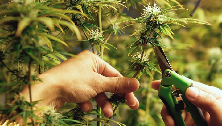 Cannabis defolation Cannabis defolation