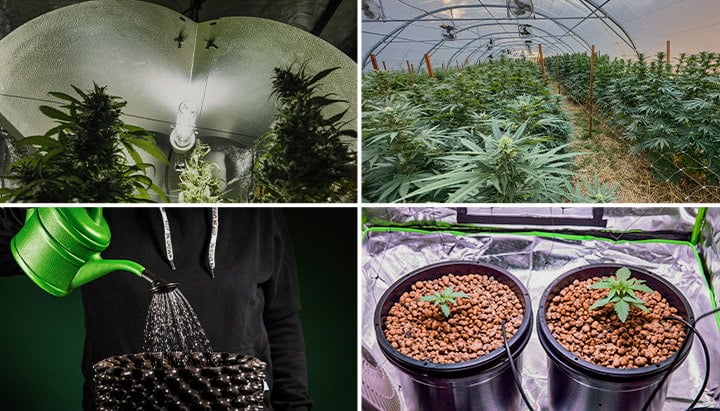 Cannabis Fundamentals Cannabis Fundamentals
