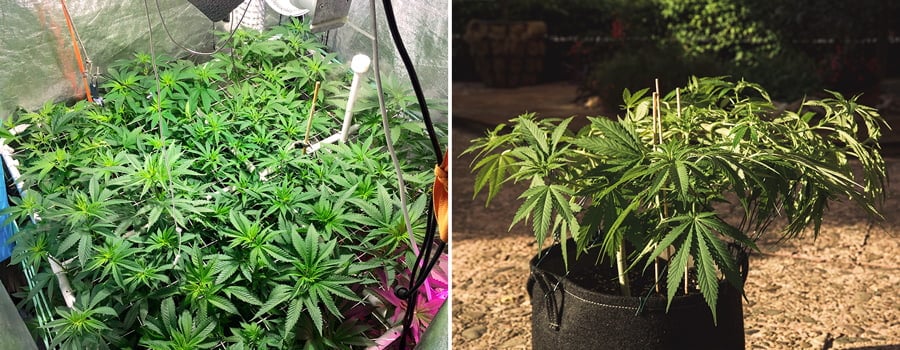 Cannabis training techniques Cannabis training techniques