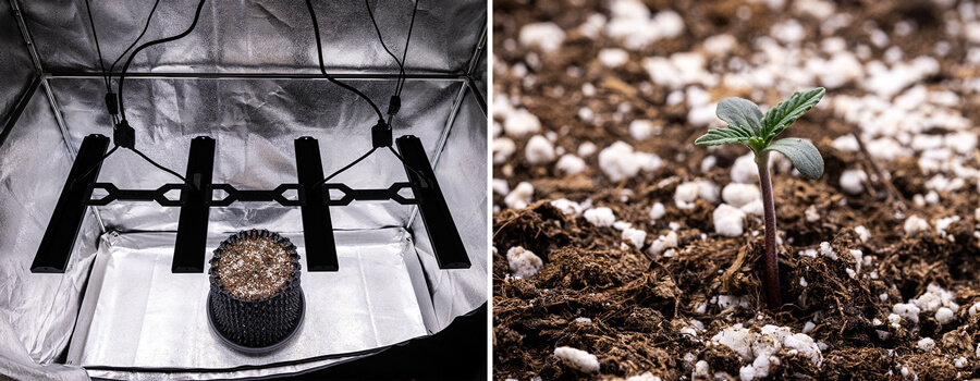 Corkscrew Auto Grow Report Corkscrew Auto Grow Report
