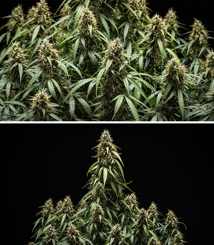 Corkscrew Auto Grow Report Corkscrew Auto Grow Report