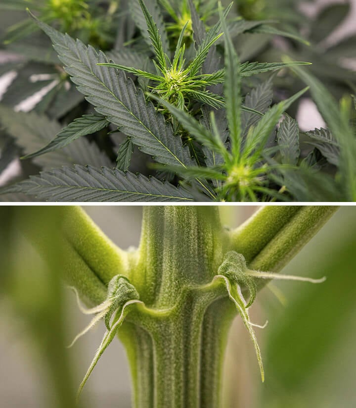 Corkscrew Auto Grow Report Corkscrew Auto Grow Report