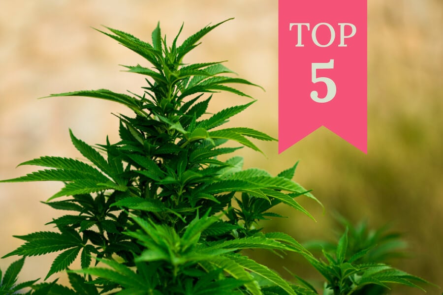 5 parasta feminisoitua kannabislajiketta ulkokasvatukseen (2025)